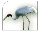 Sarus Crane, Bharatpur Bird Tour 