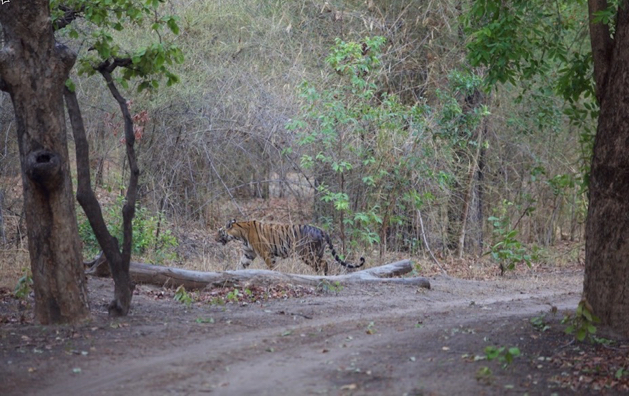 Kaziranga National Park