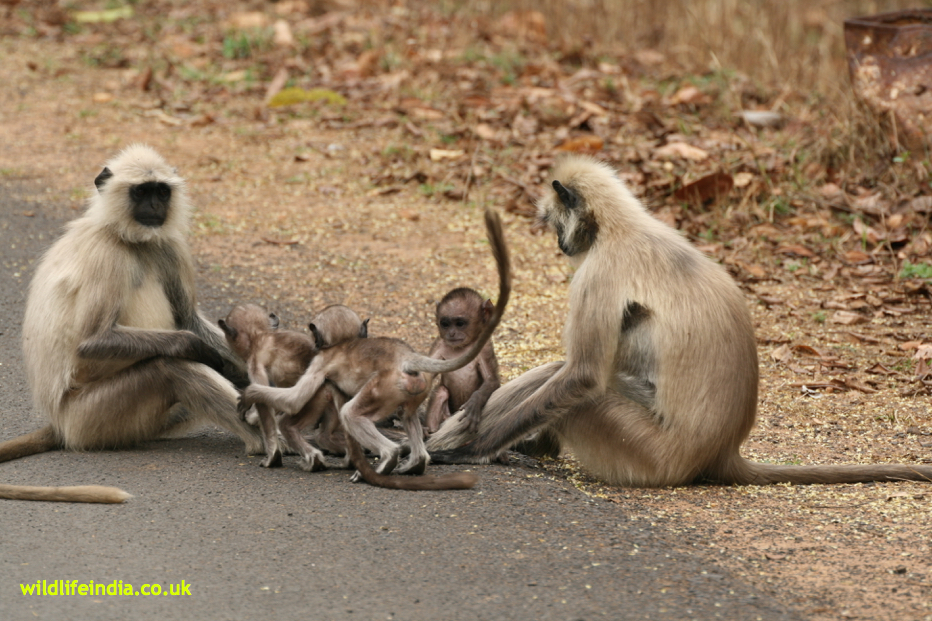 Kaziranga National Park