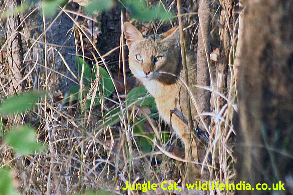 Kaziranga National Park