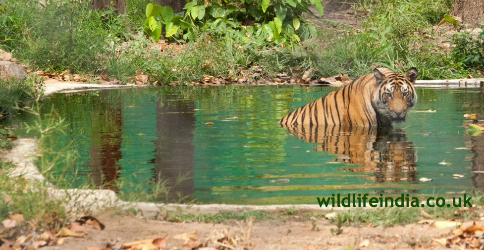 Kaziranga National Park