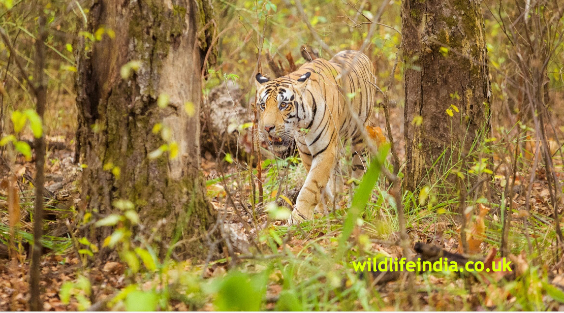 Kaziranga National Park