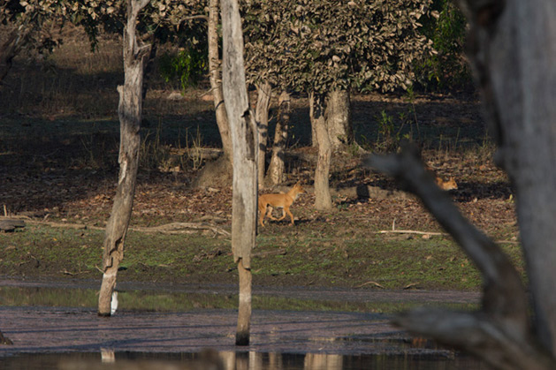 Kaziranga National Park
