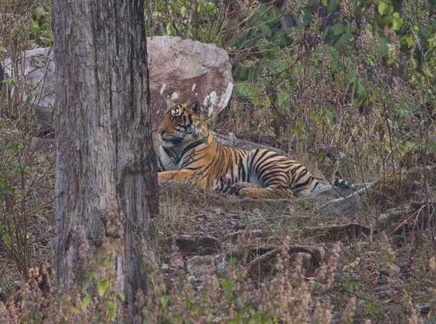 Kaziranga National Park